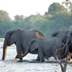 On-site activities include boat safaris.