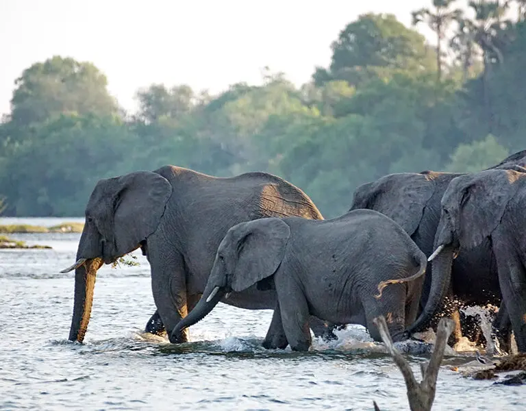 On-site activities include boat safaris.