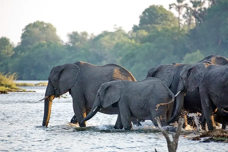 Las actividades in situ incluyen safaris en barco.