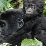 El lodge está situado cerca del Parque Nacional de la Selva Impenetrable de Bwindi, hogar de gorilas de montaña en peligro de extinción.