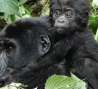 El lodge está situado cerca del Parque Nacional de la Selva Impenetrable de Bwindi, hogar de gorilas de montaña en peligro de extinción.