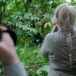 Pase una hora con una familia de gorilas habituada, observando su comportamiento natural.