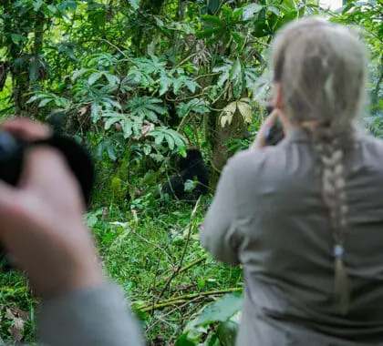 Pase una hora con una familia de gorilas habituada, observando su comportamiento natural.