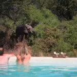 Refrésquese en la piscina y déjese rodear por la vida salvaje.