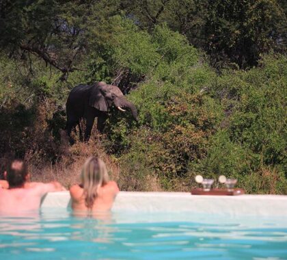 Cool off in the pool, and be surrounded by wildlife.