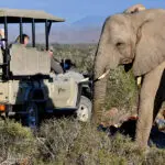 Thrilling game drives.