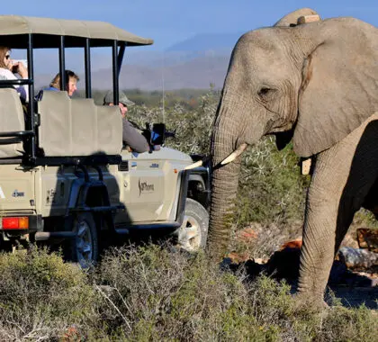 Emocionantes safaris.