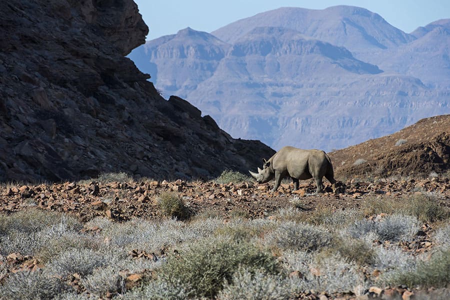 Un rinoceronte negro recorre las llanuras de Damaraland cerca del campamento de Damaraland