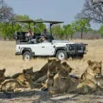 Experiencias inolvidables de safaris.