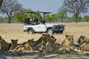 Experiencias inolvidables de safaris.