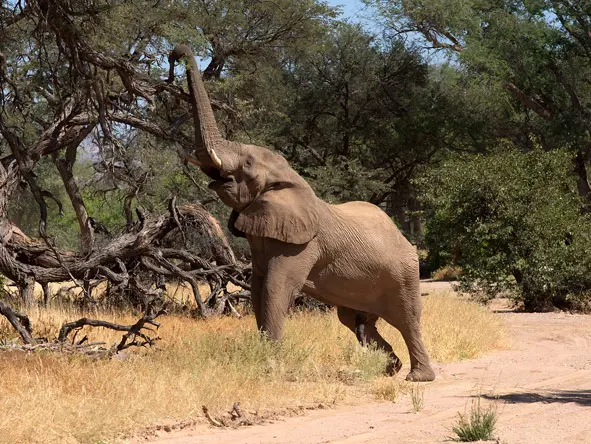 Elefante de Damaraland