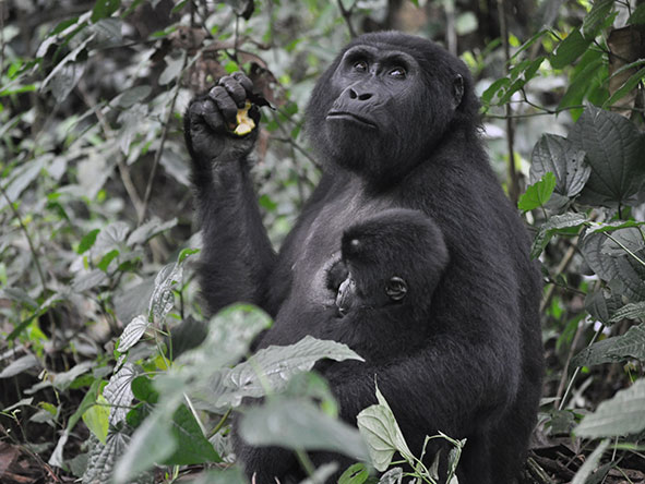 Gorilla trekking sighting.
