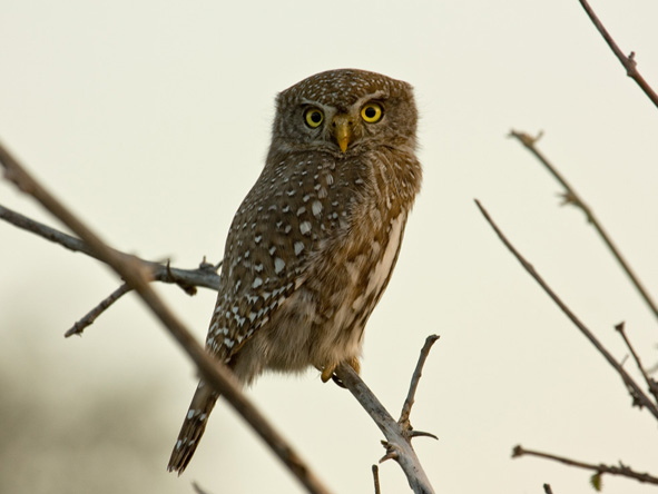 Okavango Delta Owl