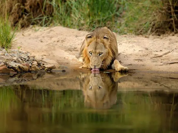 day1_4_singitalebombolion