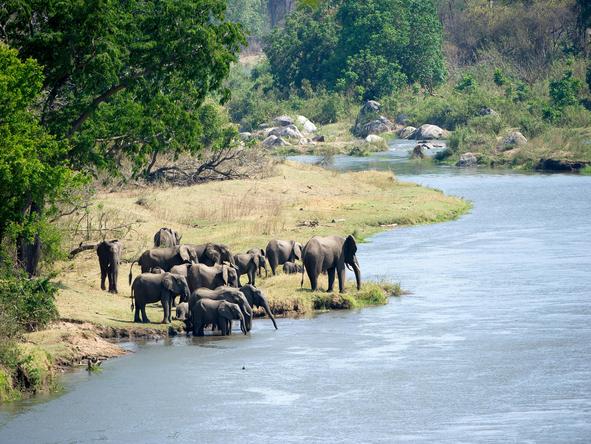 day2_mkulumadzi_river_elephants