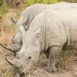 Los rinocerontes son uno de los animales más sociables de la reserva de caza de Hluhluwe, en lo más profundo de Zululandia.