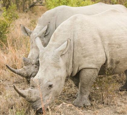 Rhinos are among the socialites at hluhluwe Game reserve, set deep in Zululand.