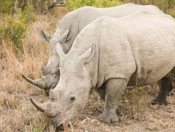 Rhinos are among the socialites at hluhluwe Game reserve, set deep in Zululand.