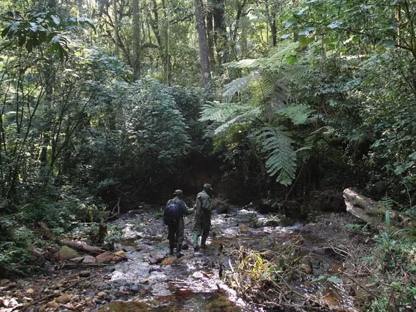 day3_bwindi-forest-walk