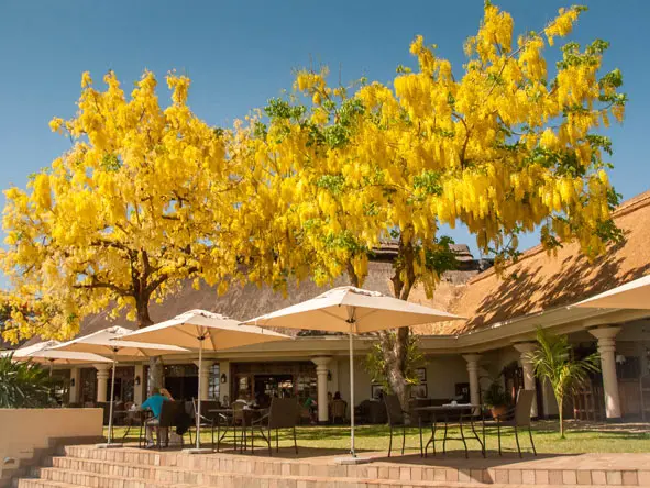 Ilala Lodge Árboles