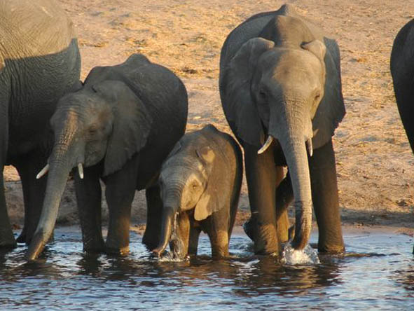 Victoria Falls Elephant