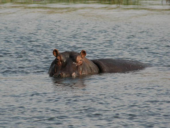 Victoria Falls Hippo