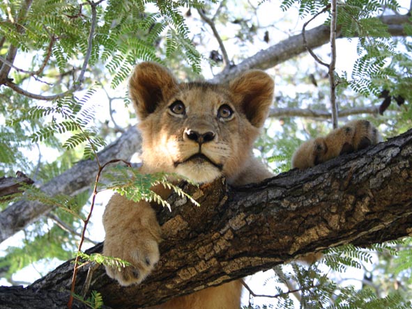 Victoria Falls Lion