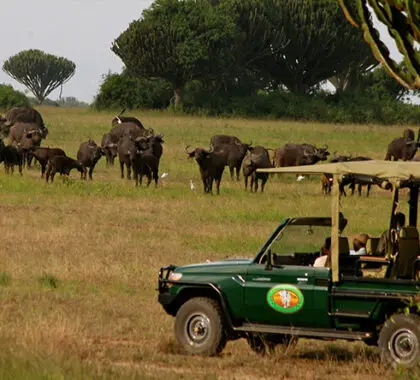 Game drives in the national park.