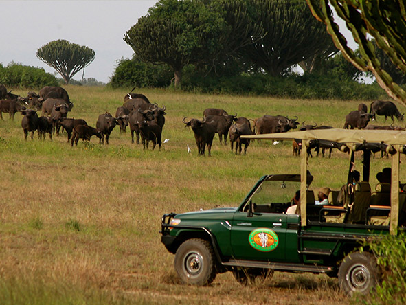 Game drives in the national park.