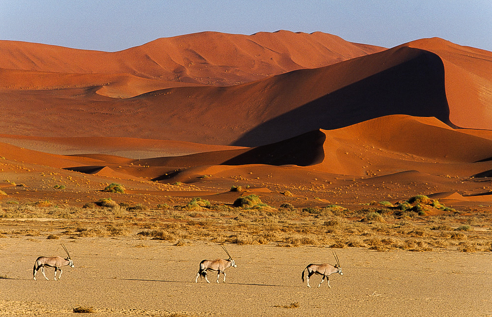 Oryx in the dunes, Oryx gazella, Namib-Naukluft National Park, Namibia