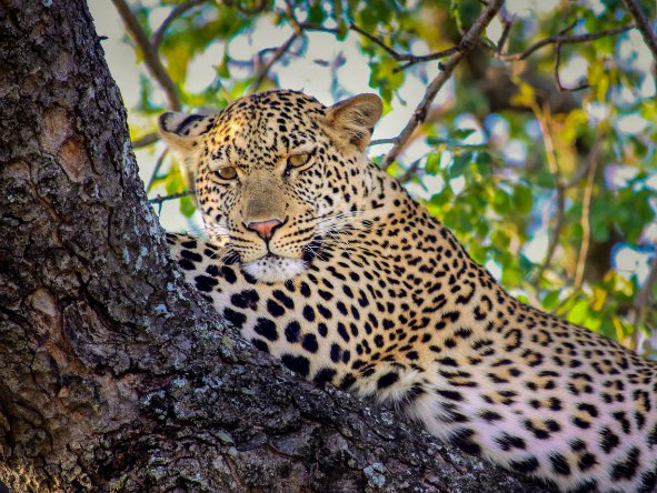 day5_7_ngala_leopard