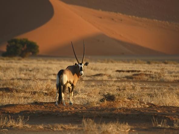 day5_sossusvlei-lodge-wildlifejpg1
