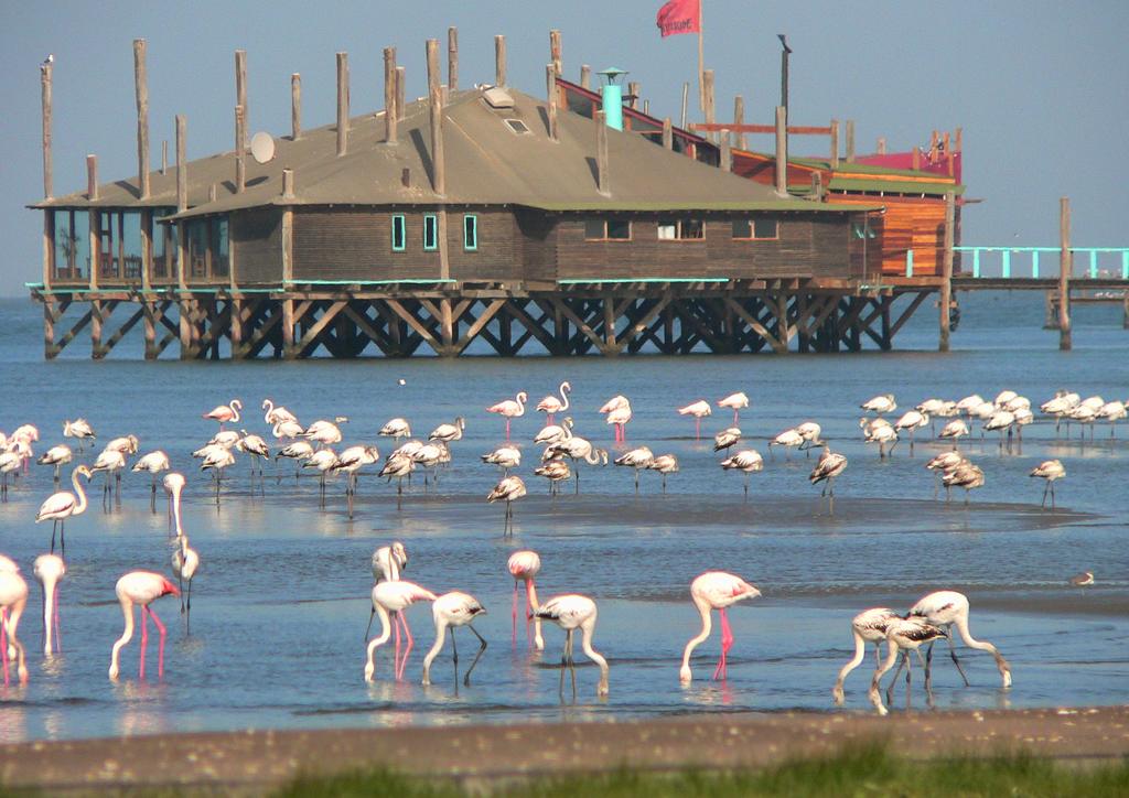 day6_walvis-bay-flamingoes