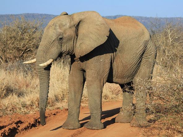 Addo Elephant park is on the itinerary, giving you chances for up-close encounters with Africa’s giants.