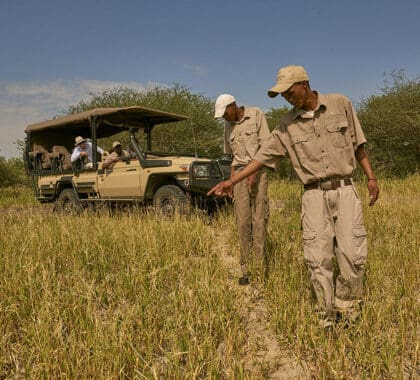 Los guías locales, expertos en la materia, leen las señales de la sabana para seguir el rastro de la vida salvaje y obtener los mejores avistamientos posibles.