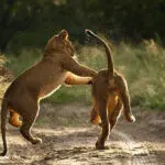 The Kalahari is known for its handsome population of lions, particularly black-maned lions, among other highly adapted desert wildlife.