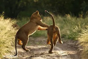 The Kalahari is known for its handsome population of lions, particularly black-maned lions, among other highly adapted desert wildlife.