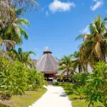 Lines of palms welcome you to Denis Private Island Lodge. 
