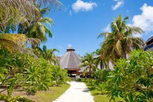 Lines of palms welcome you to Denis Private Island Lodge. 