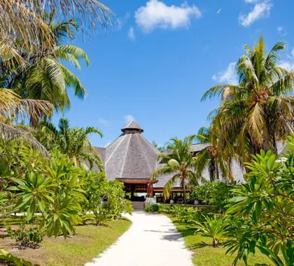 Lines of palms welcome you to Denis Private Island Lodge. 