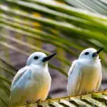 Denis Private Island has a strong focus on wildlife conservation of vulnerable indigenous species.