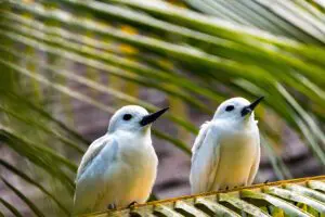 Denis Private Island has a strong focus on wildlife conservation of vulnerable indigenous species.