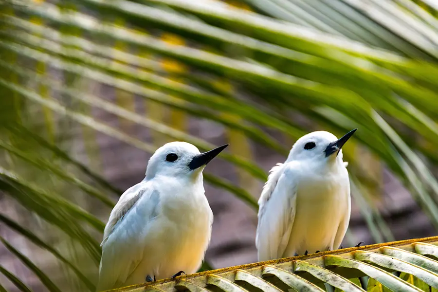 La Isla Privada Denis está muy centrada en la conservación de especies autóctonas vulnerables.