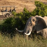 Exhilarantes safaris.