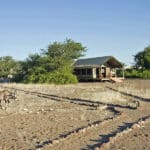 La fauna salvaje merodea por el campamento.