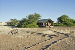 La fauna salvaje merodea por el campamento.