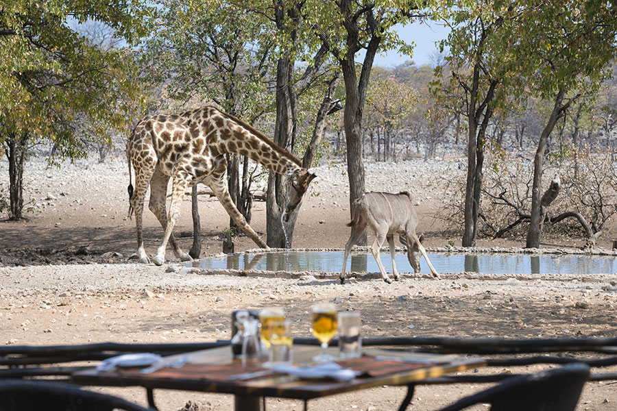 Dine with wildlife as your backdrop at Ongava Tented Camp.