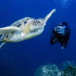 World-class diving opportunities off the island's coast.