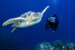 World-class diving opportunities off the island's coast.