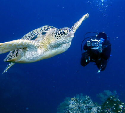 World-class diving opportunities off the island's coast.